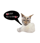 猫ちゃんのスタンプ☆（個別スタンプ：2）