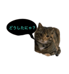 猫ちゃんのスタンプ☆（個別スタンプ：5）