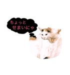 猫ちゃんのスタンプ☆（個別スタンプ：8）