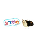 猫のSeeちゃん 5（個別スタンプ：6）