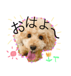 愛犬ハルリノの親バカスタンプ（個別スタンプ：1）