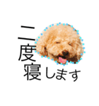 愛犬ハルリノの親バカスタンプ（個別スタンプ：2）