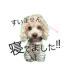 愛犬ハルリノの親バカスタンプ（個別スタンプ：3）