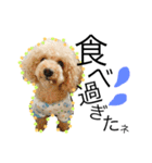 愛犬ハルリノの親バカスタンプ（個別スタンプ：4）