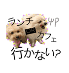 愛犬ハルリノの親バカスタンプ（個別スタンプ：6）