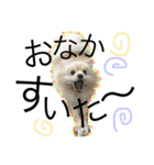 愛犬ハルリノの親バカスタンプ（個別スタンプ：8）
