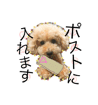 愛犬ハルリノの親バカスタンプ（個別スタンプ：9）