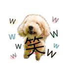愛犬ハルリノの親バカスタンプ（個別スタンプ：10）