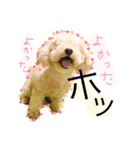 愛犬ハルリノの親バカスタンプ（個別スタンプ：11）