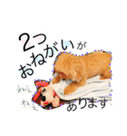 愛犬ハルリノの親バカスタンプ（個別スタンプ：12）