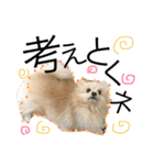 愛犬ハルリノの親バカスタンプ（個別スタンプ：14）