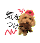 愛犬ハルリノの親バカスタンプ（個別スタンプ：15）