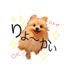 愛犬ハルリノの親バカスタンプ（個別スタンプ：16）