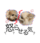愛犬ハルリノの親バカスタンプ（個別スタンプ：18）