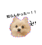愛犬ハルリノの親バカスタンプ（個別スタンプ：19）