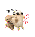 愛犬ハルリノの親バカスタンプ（個別スタンプ：20）