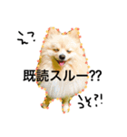 愛犬ハルリノの親バカスタンプ（個別スタンプ：22）