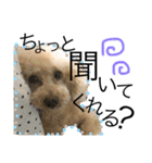 愛犬ハルリノの親バカスタンプ（個別スタンプ：24）