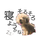 愛犬ハルリノの親バカスタンプ（個別スタンプ：26）