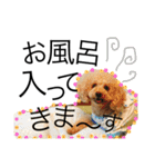 愛犬ハルリノの親バカスタンプ（個別スタンプ：27）