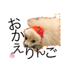 愛犬ハルリノの親バカスタンプ（個別スタンプ：28）
