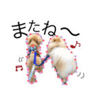 愛犬ハルリノの親バカスタンプ（個別スタンプ：31）