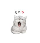cota.boy（個別スタンプ：1）