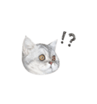 cota.boy（個別スタンプ：11）