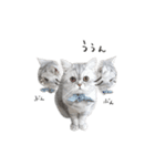 cota.boy（個別スタンプ：13）
