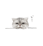 cota.boy（個別スタンプ：17）