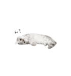 cota.boy（個別スタンプ：21）