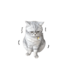 cota.boy（個別スタンプ：27）