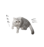 cota.boy（個別スタンプ：28）