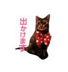 3匹の猫（個別スタンプ：2）