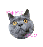 3匹の猫（個別スタンプ：5）