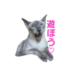 3匹の猫（個別スタンプ：6）