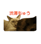 3匹の猫（個別スタンプ：11）