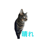 3匹の猫（個別スタンプ：13）