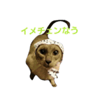 3匹の猫（個別スタンプ：14）