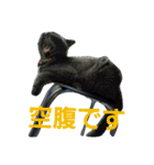 3匹の猫（個別スタンプ：15）