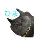 3匹の猫（個別スタンプ：17）