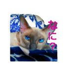 3匹の猫（個別スタンプ：18）