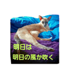 3匹の猫（個別スタンプ：19）