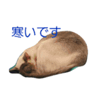 3匹の猫（個別スタンプ：20）