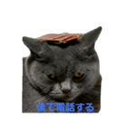 3匹の猫（個別スタンプ：21）