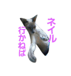 3匹の猫（個別スタンプ：22）