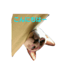 3匹の猫（個別スタンプ：23）