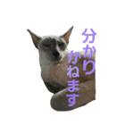 3匹の猫（個別スタンプ：24）