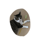 うちの猫はにゃる（個別スタンプ：1）