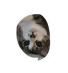 うちの猫はにゃる（個別スタンプ：2）